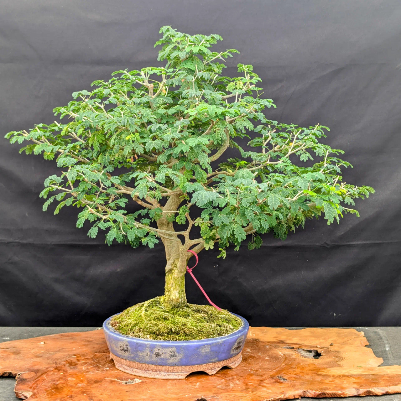 Brazilian Rain Tree In a Jack Hoover Pot (No. 14671) - Bonsai Outlet