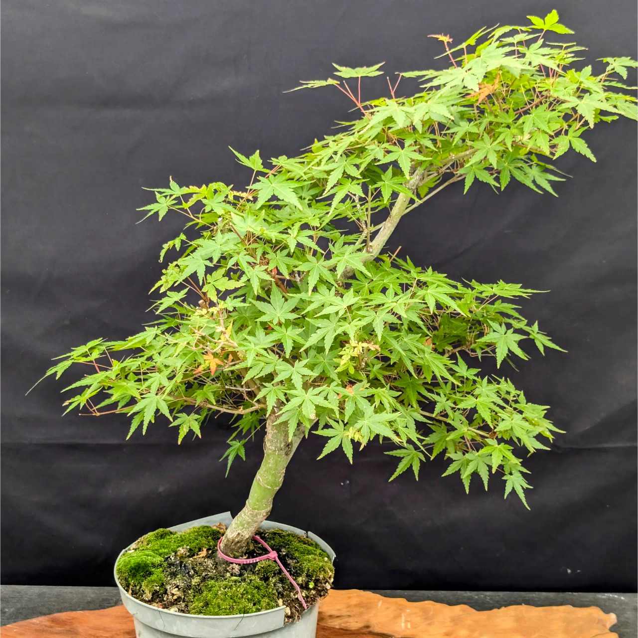 その他 MapleTree BX765_1_1024x.jpg?v=1749193921