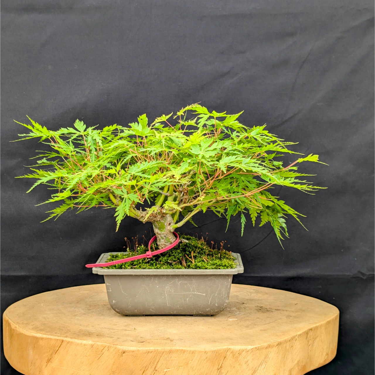 盆栽 Japanese bonsai Gorgeous Juniper Bonsai | Spirit of Japan