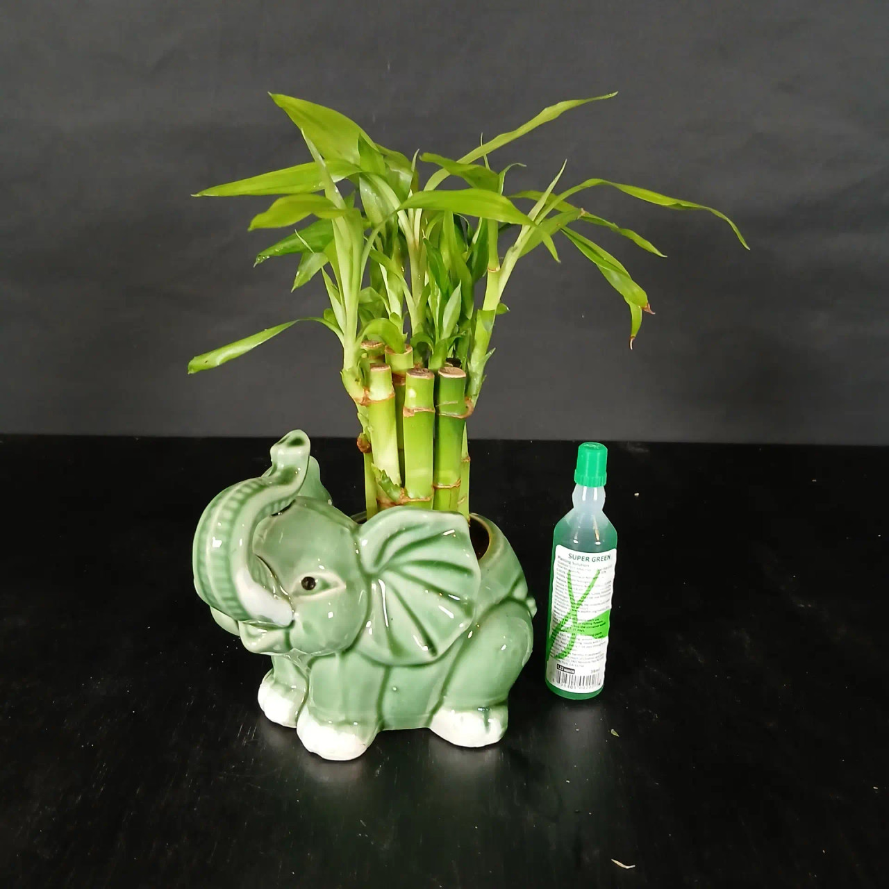 Lucky Bamboo with Baby Elephant Vase 10 Stalks (BA-8)