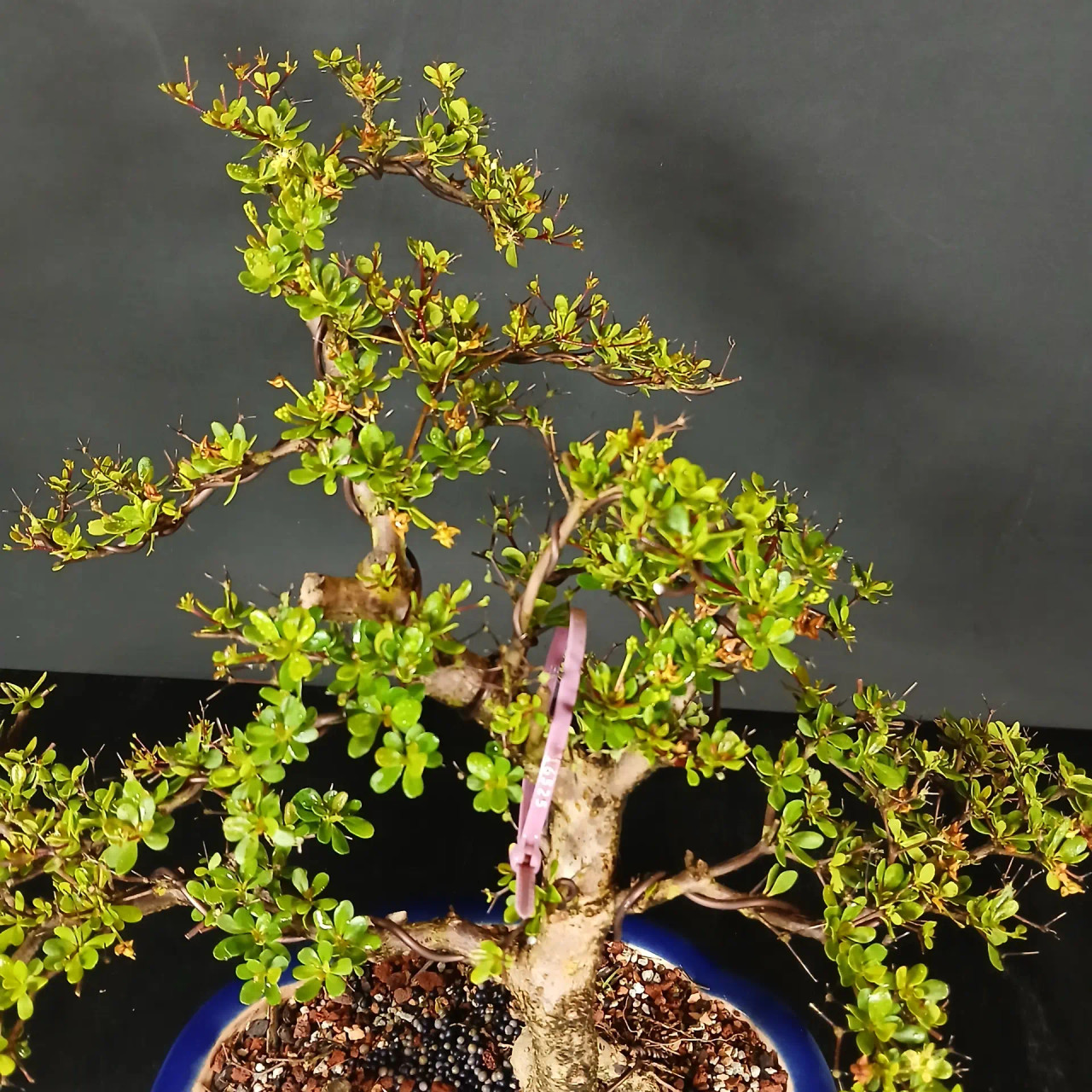Black Olive Bonsai – Elegant Tropical in a Glazed Japanese