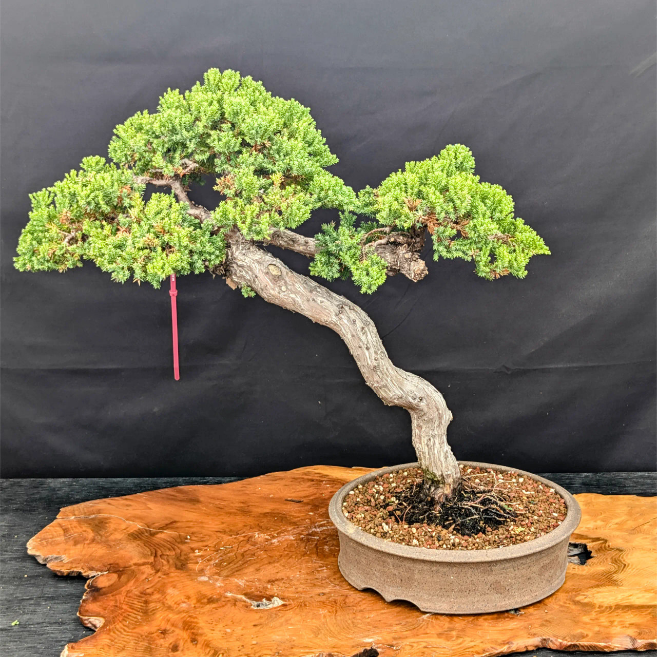 15+ Year Old Japanese Garden Juniper from Gerald Rainville (No