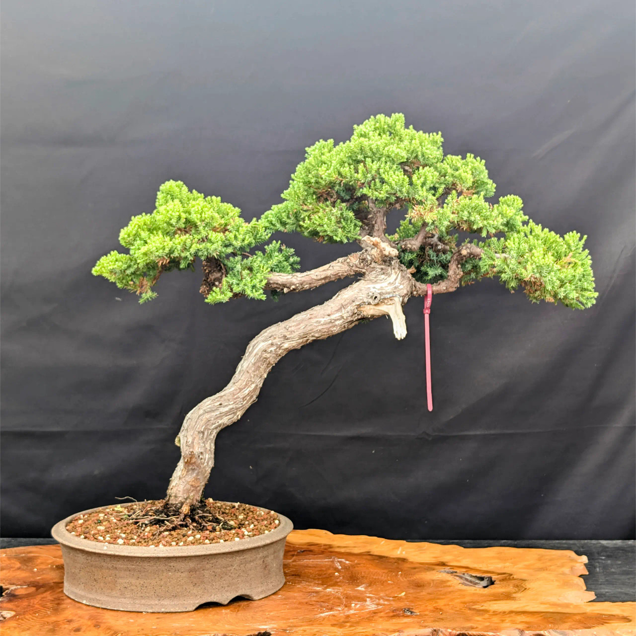 15+ Year Old Japanese Garden Juniper from Gerald Rainville (No