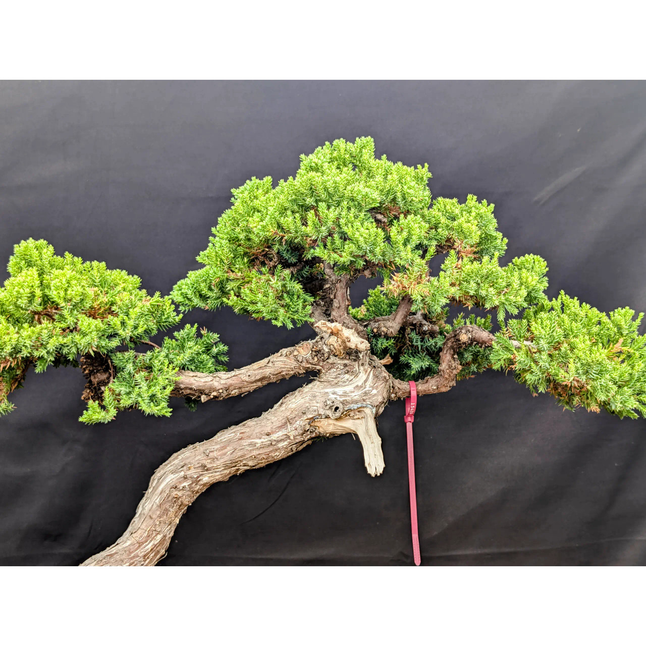 15+ Year Old Japanese Garden Juniper from Gerald Rainville (No