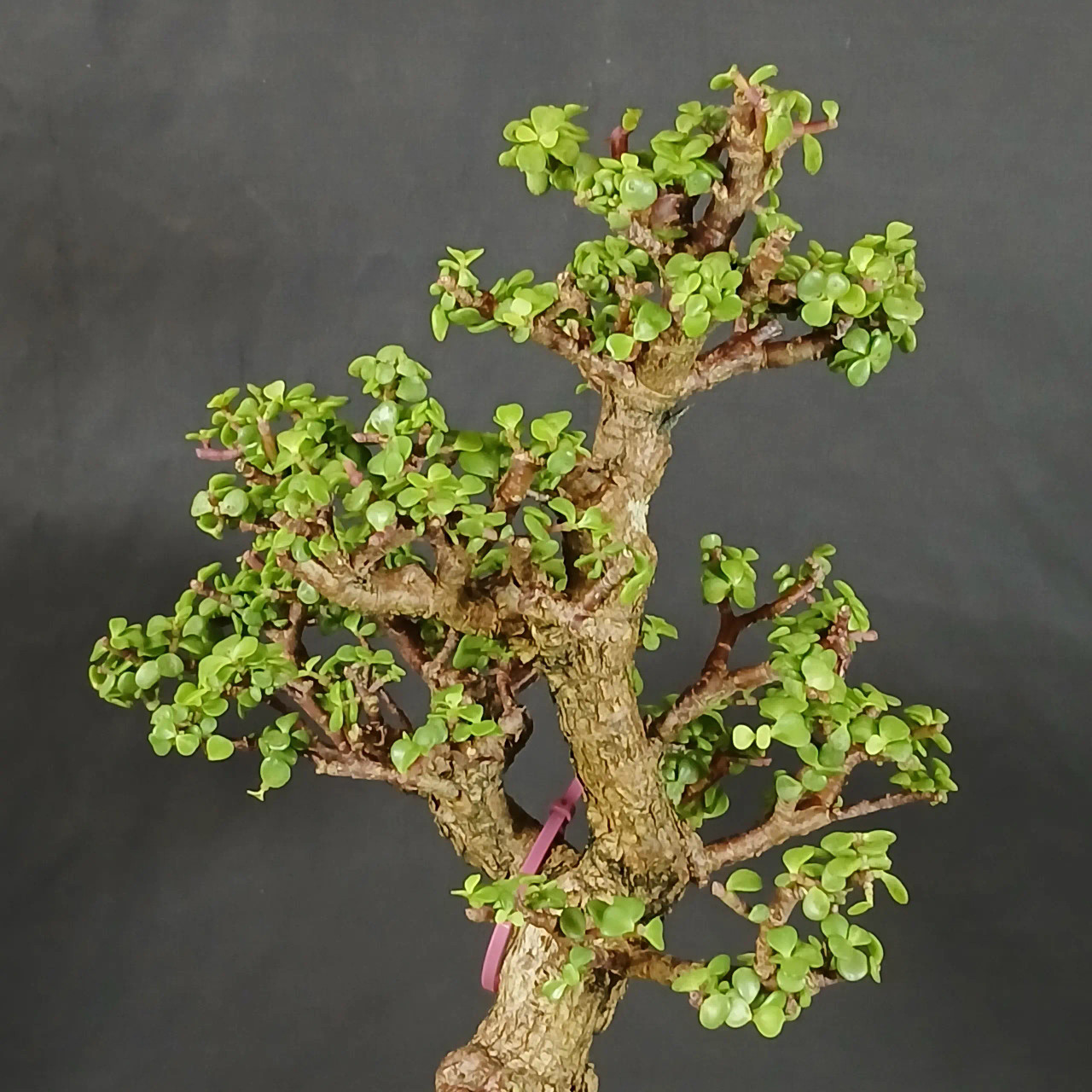 Rough Bark Dwarf Jade 'Portulacaria afra' in a Glazed Ceramic Pot