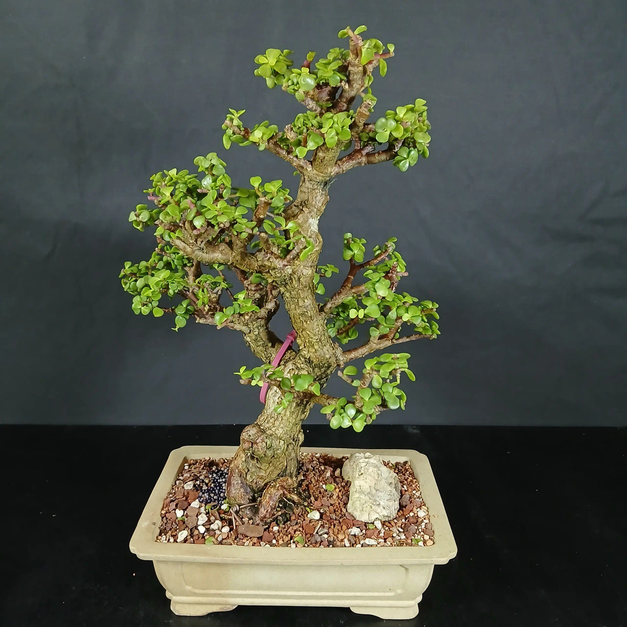 Rough Bark Dwarf Jade 'Portulacaria afra' in a Glazed Ceramic Pot