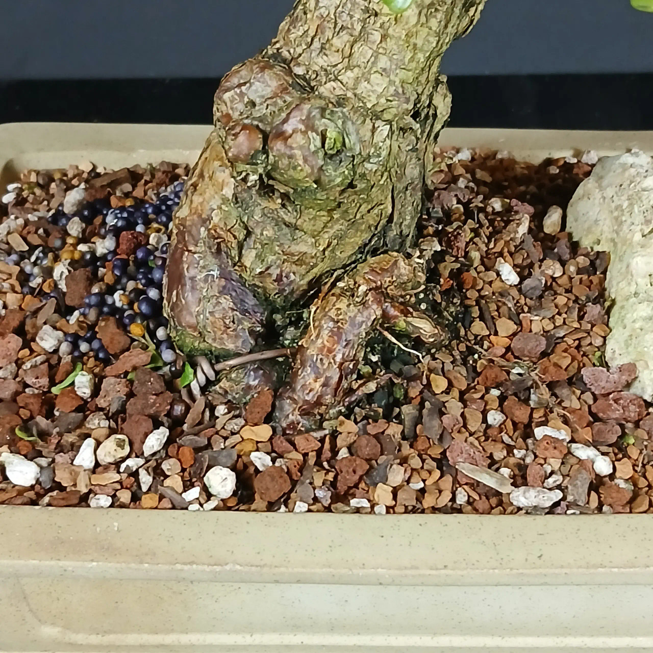 Rough Bark Dwarf Jade 'Portulacaria afra' in a Glazed Ceramic Pot