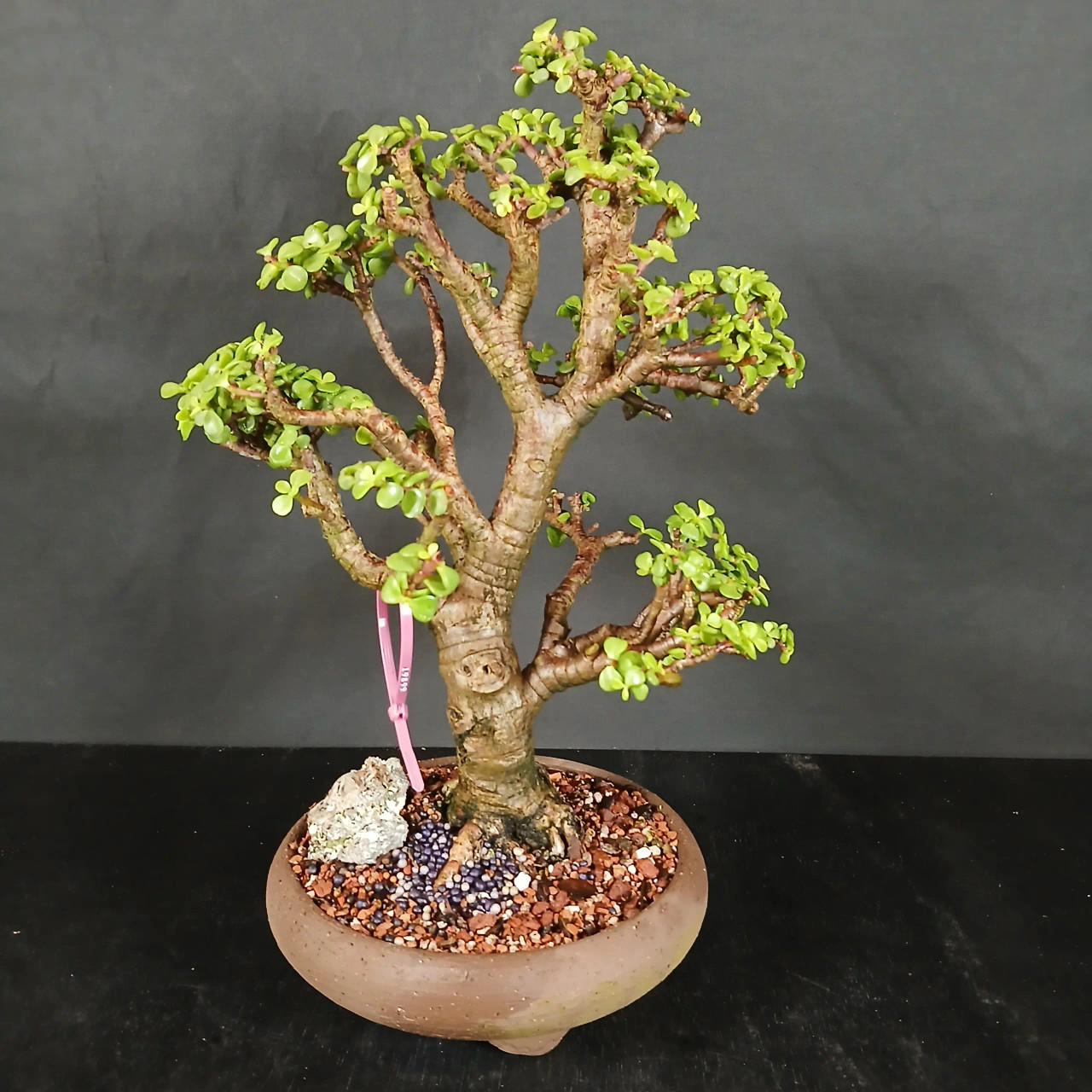 Dwarf Jade 'Portulacaria afra' in a Ceramic Pot (No. 19899