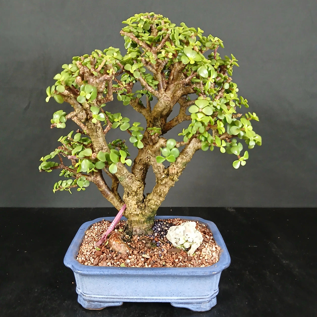 Rough Bark Jade 'Portulacaria afra' in a Ceramic Pot (No. 19850