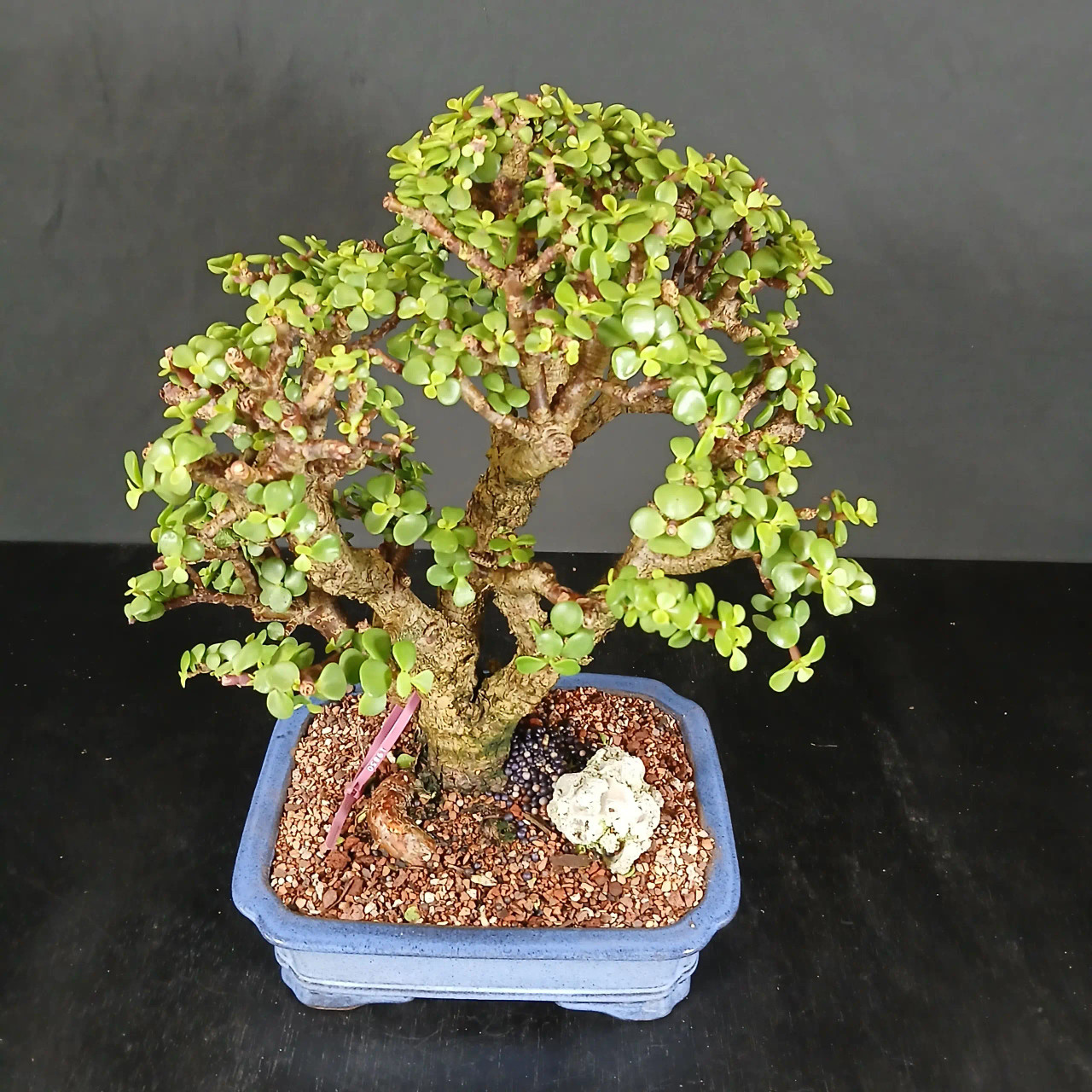 Rough Bark Jade 'Portulacaria afra' in a Ceramic Pot (No. 19850