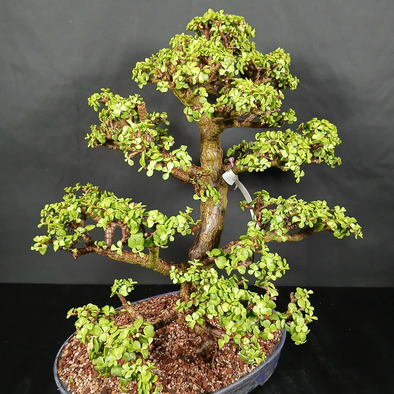 Dwarf Jade 'Portulacaria afra' in a Jack Hoover Pot (No. 10781
