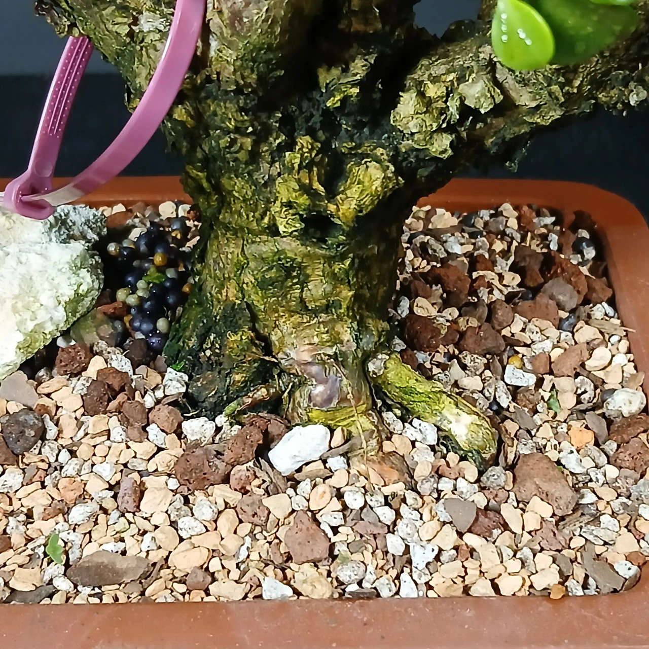 Dwarf Jade 'Portulacaria afra' in a Plastic Grow Pot (No. 19079