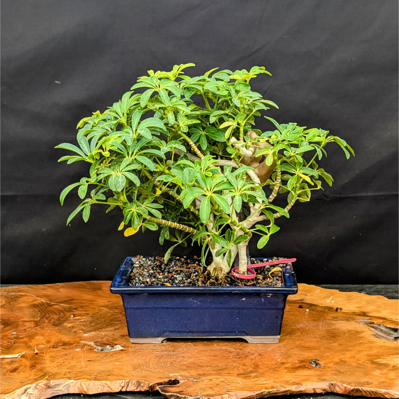 Hawaiian Umbrella in a Glazed Ceramic Pot (No. 22624