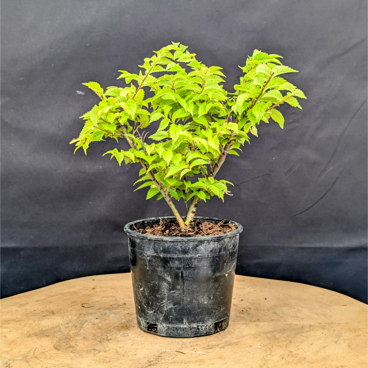 Jacqueline Hillier Elm  Slow-Growing, Beginner-Friendly Bonsai - Bonsai  Outlet