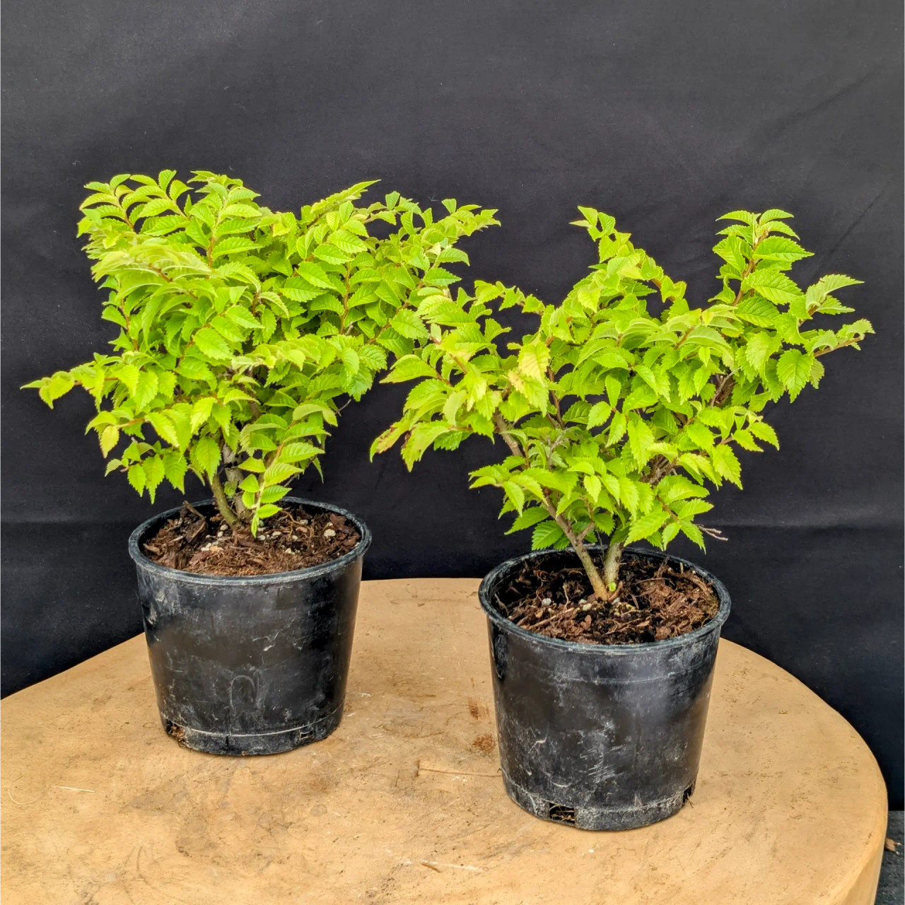 Jacqueline Hillier Elm  Slow-Growing, Beginner-Friendly Bonsai - Bonsai  Outlet