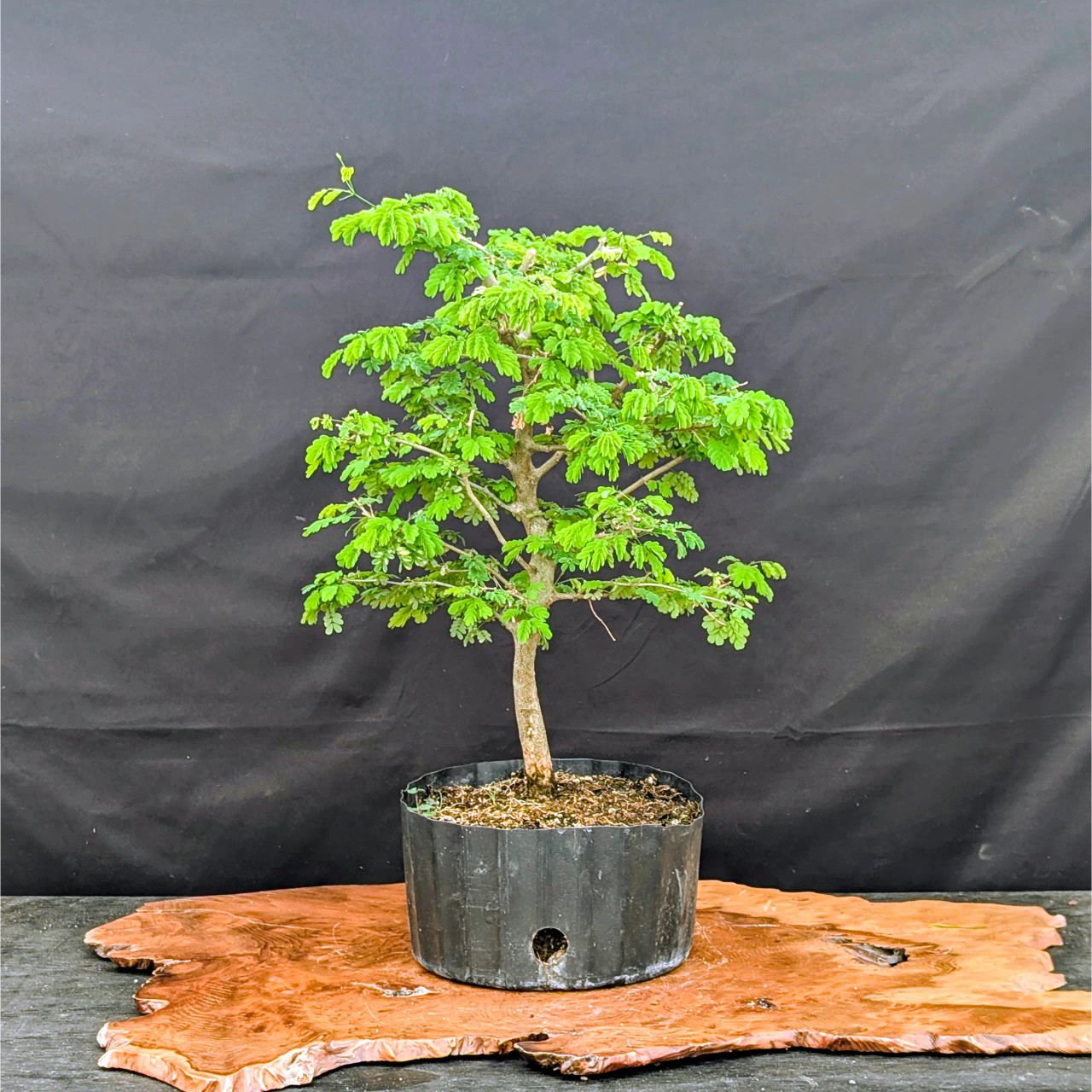Pre-Bonsai Brazilian Rain Tree In Grow Pot (No. 22439