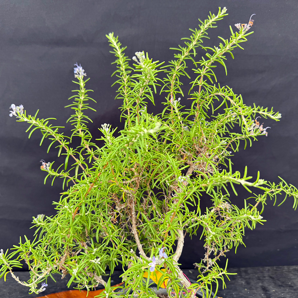 bonsai schatten Bonsai-Silhouetten-Wandbild Zen-Schatten