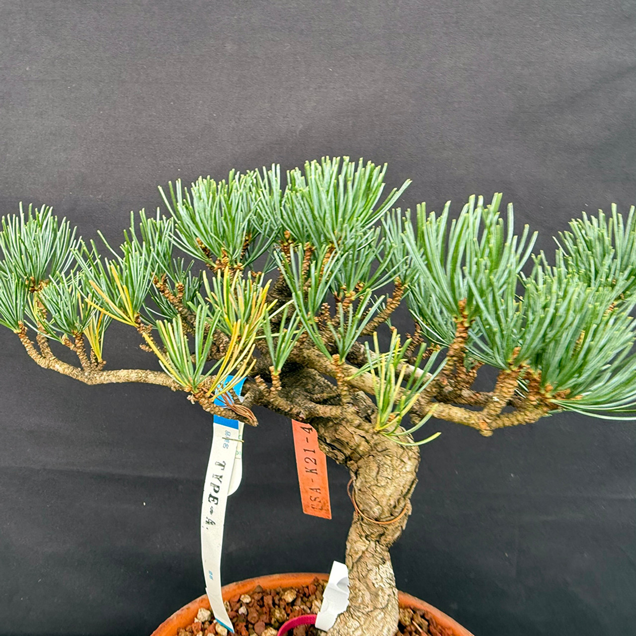 pine 5個 Rare Japanese White Pine Bonsai for Sale – Imported Five