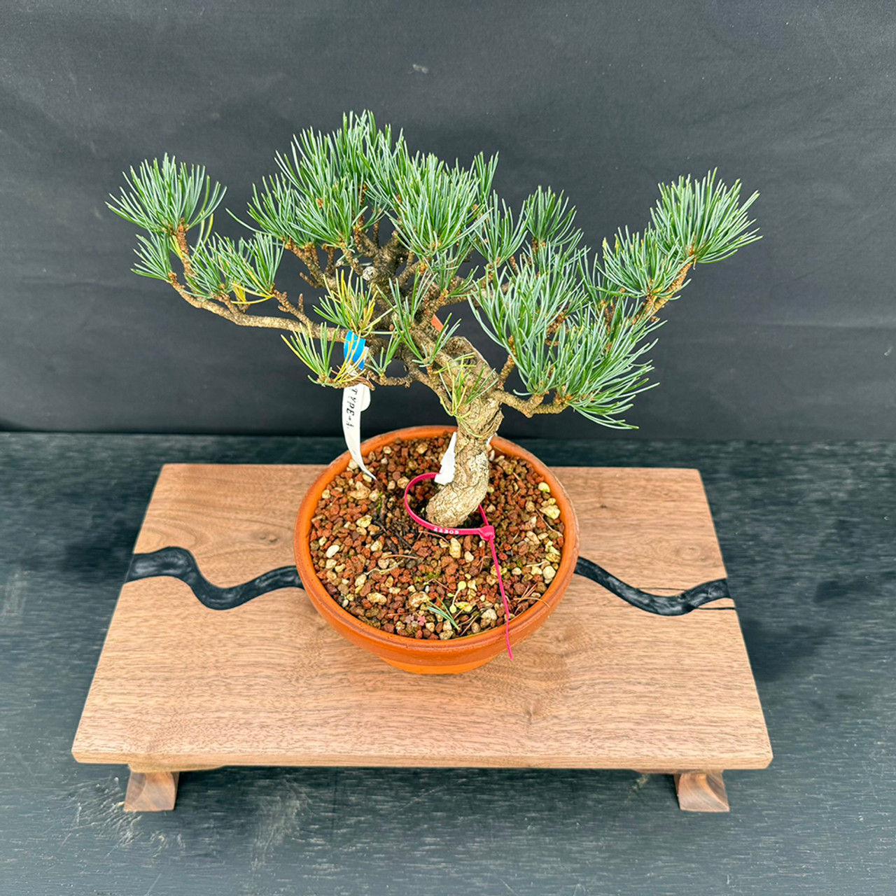 Rare Japanese White Pine Bonsai for Sale – Imported Five