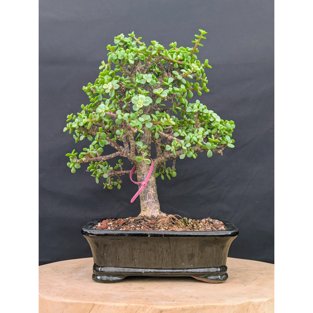 Variegated Dwarf Jade 'Portulacaria afra' in an Yixing Ceramic Pot