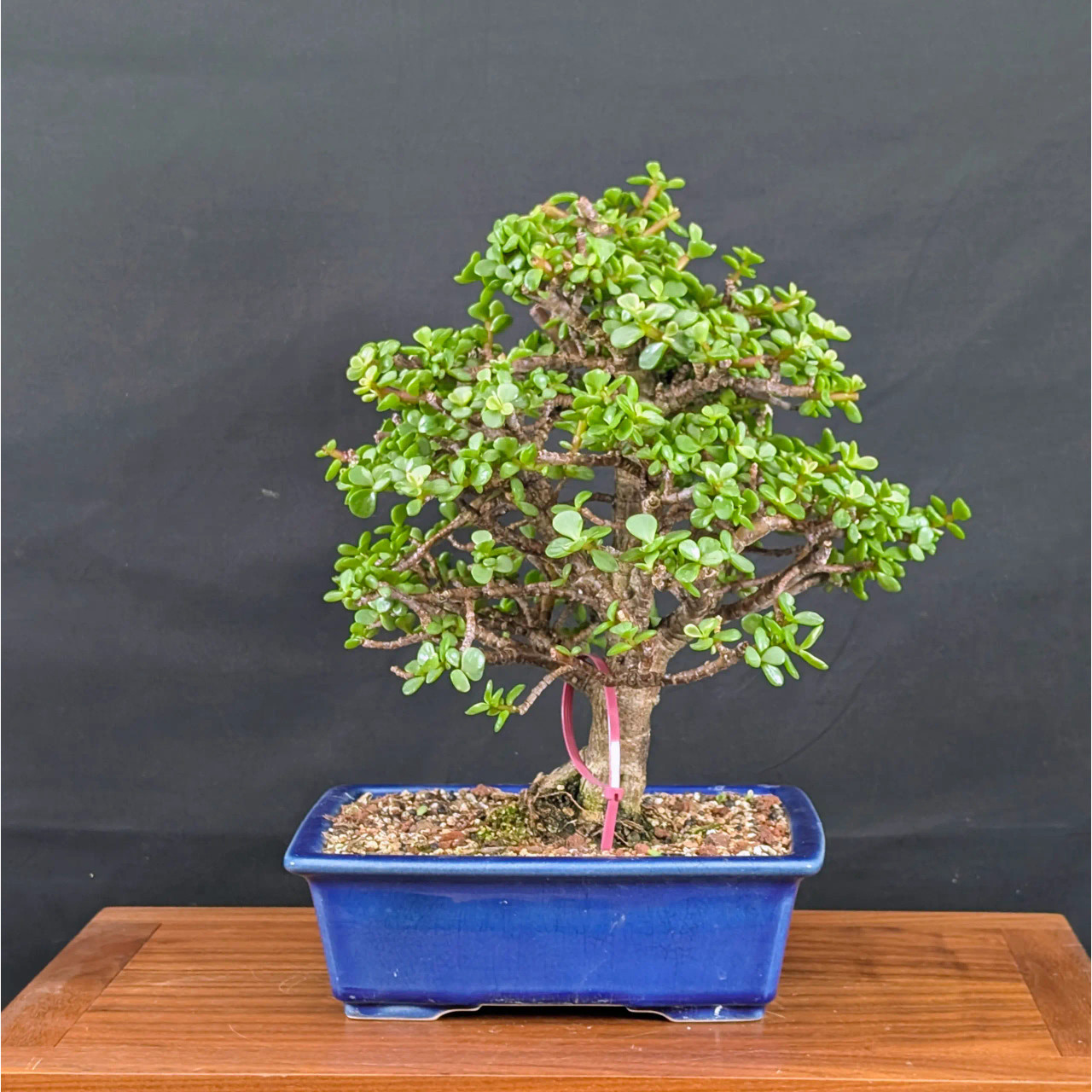 Variegated Dwarf Jade 'Portulacaria afra' in an Yixing Ceramic Pot