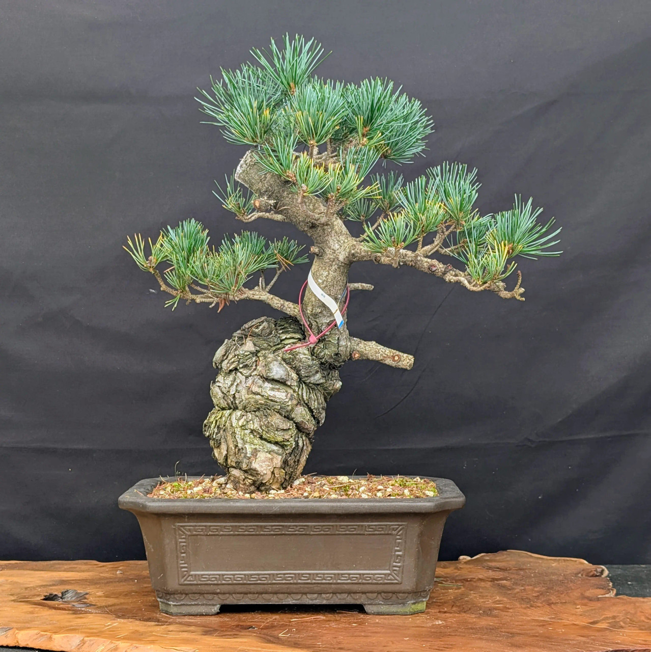 Imported Japanese White Pine in a Tokoname Grow Pot (No. 14260)