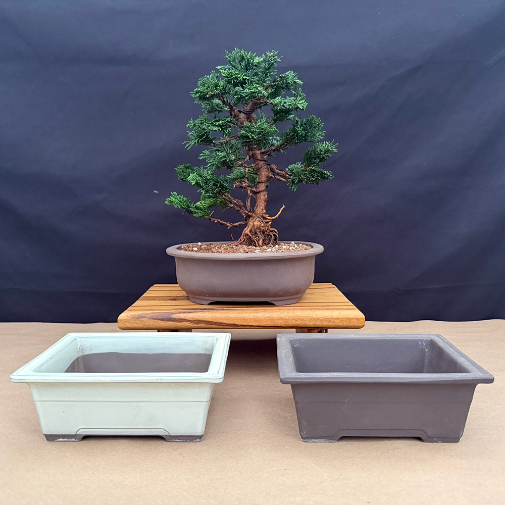 DIY Dwarf Hinoki Cypress Bonsai Kit