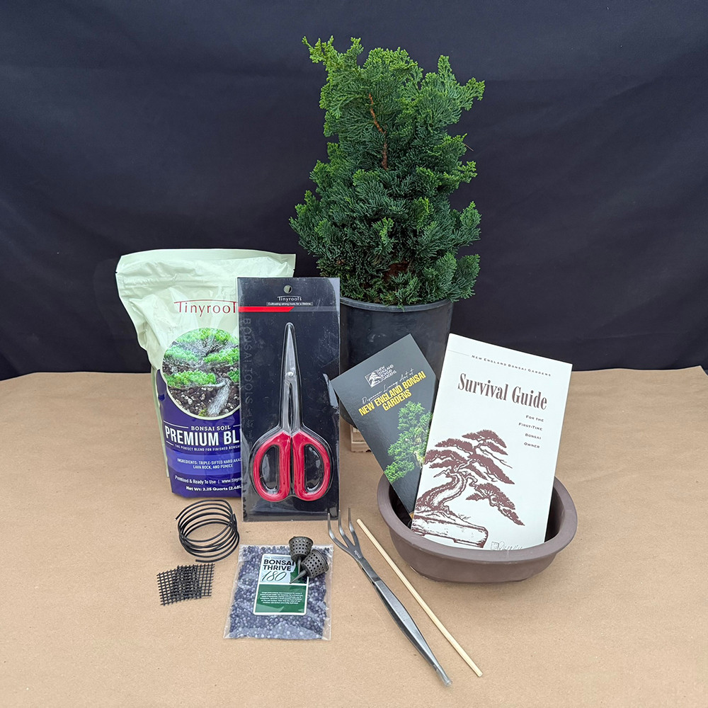 bonsai ficus religiosa Ficus Religiosa 50 seeds (Sacred Fig Bodhi/Peepal Tree) Bonsai Same Da –  speedyseeds