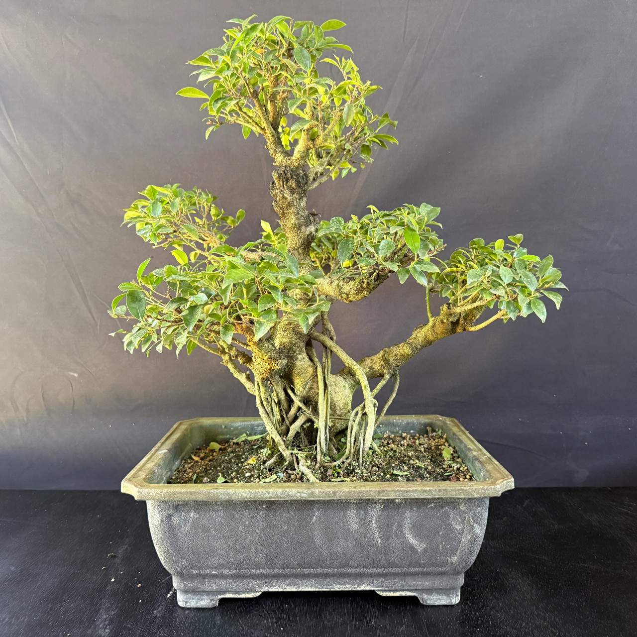 Old Imported Tiger Bark Ficus with Air Roots (No. 19184)