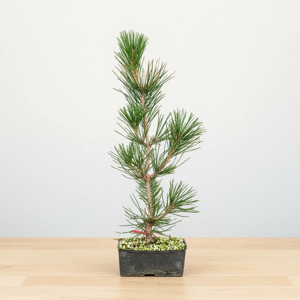 ib laursen laterne bambus Bambus Laterne Vista – timbershome main image 1