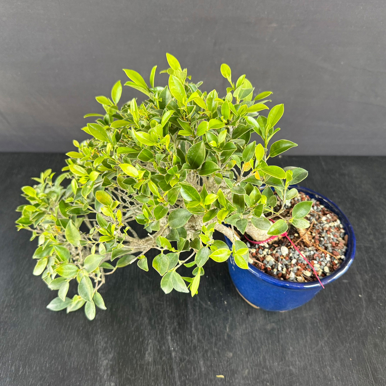 Tiger Bark Ficus Cascade Bonsai | Rare Handpicked Tree | Bonsai Outlet
