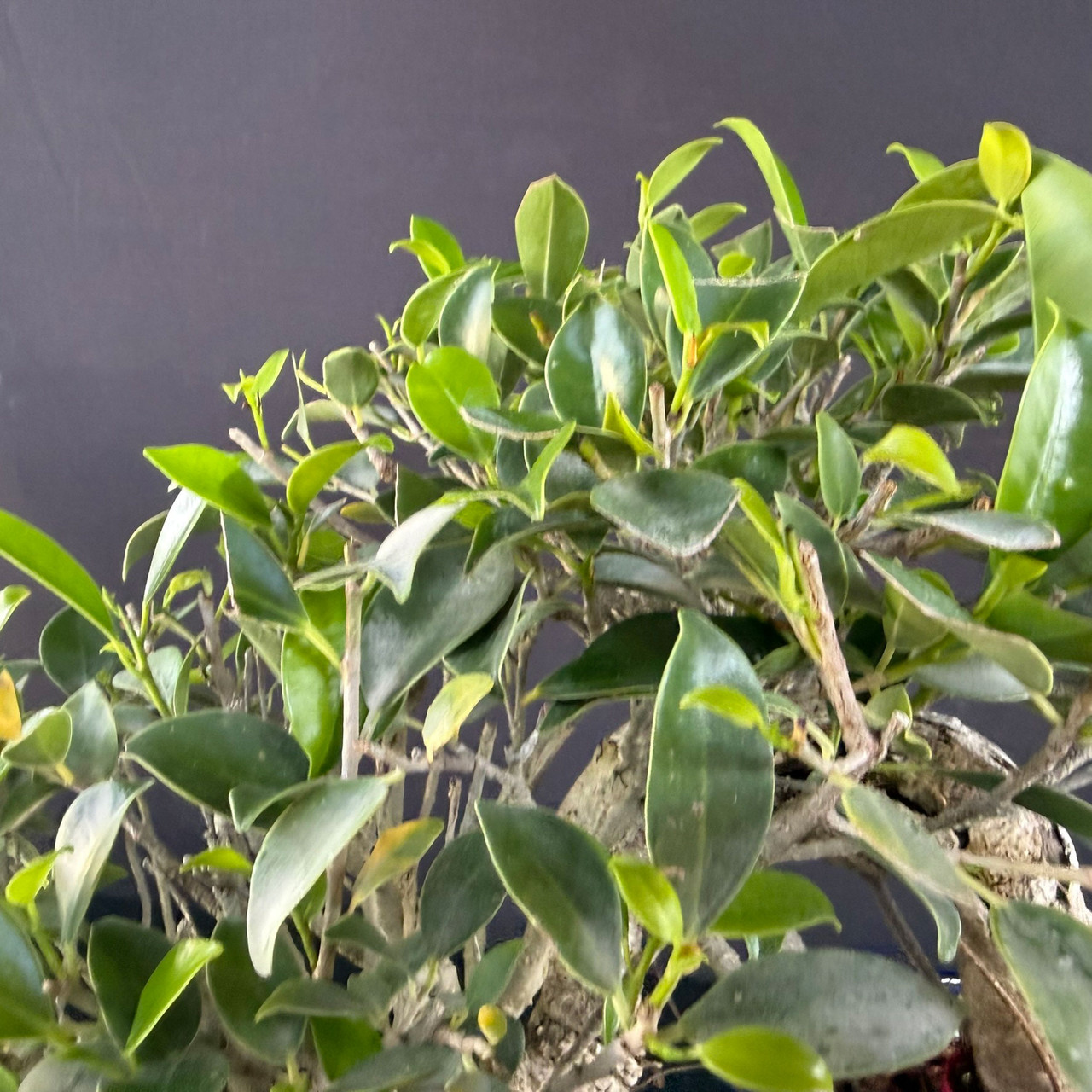 Compact Tiger Bark Ficus Cascade Bonsai | Hand-Selected Specimen