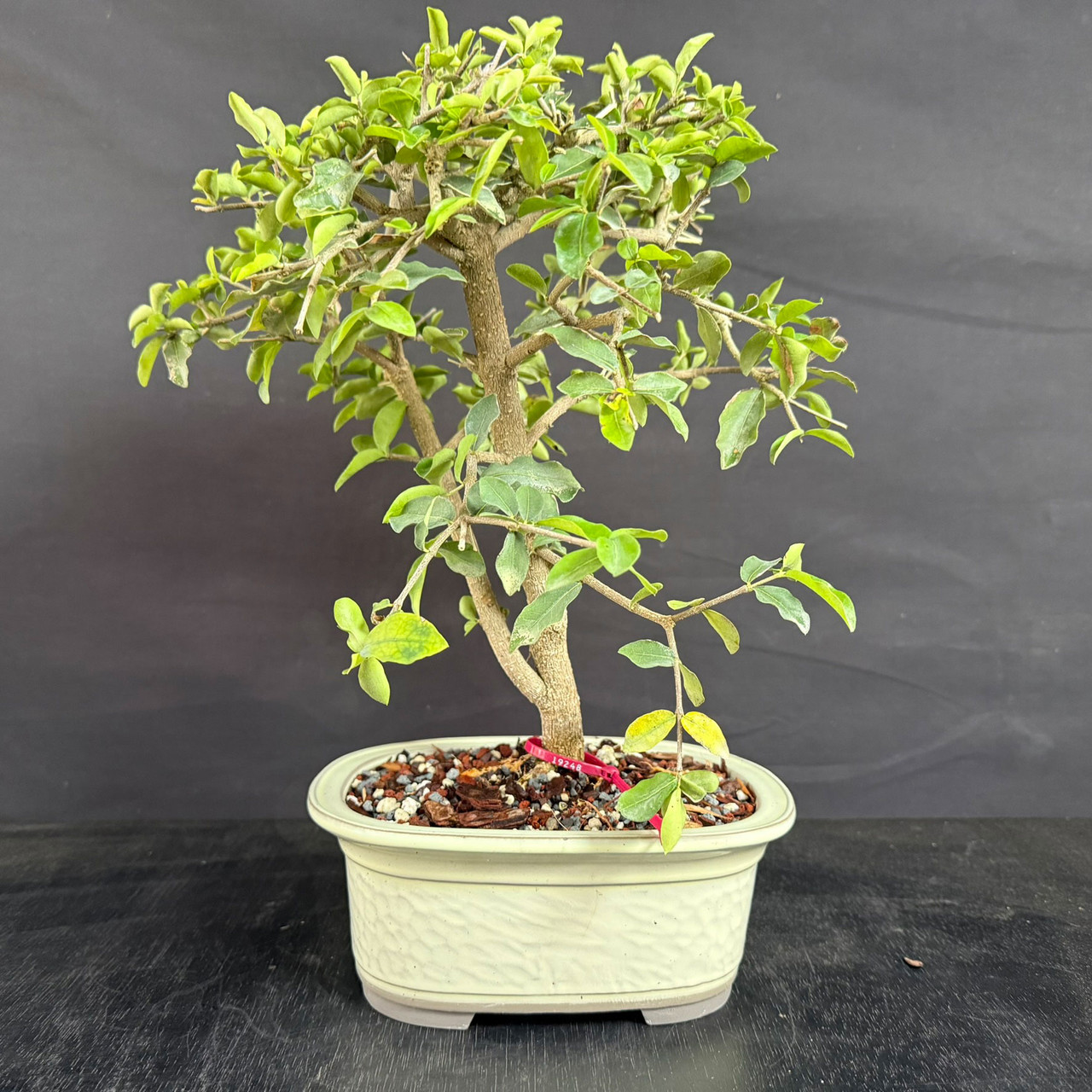 Barbados Cherry Bonsai Twin Trunk | Flowering & Fruiting Tropical