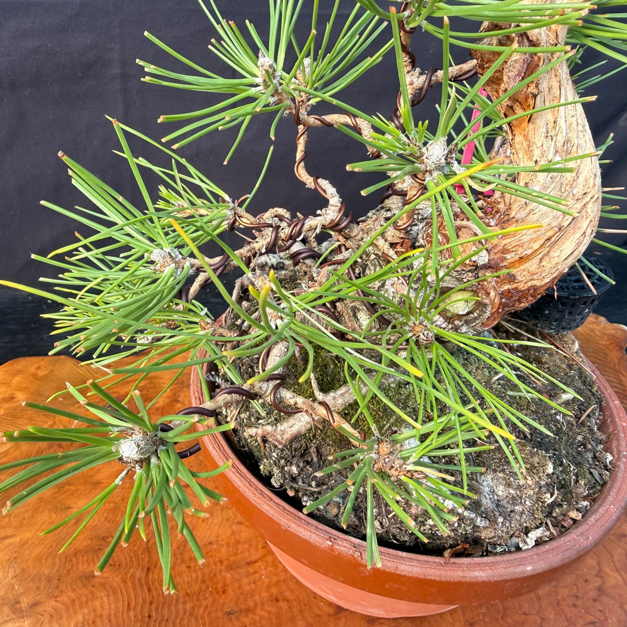 Shohin Japanese Black Pine Pre-Bonsai – Seed-Grown | Gerald