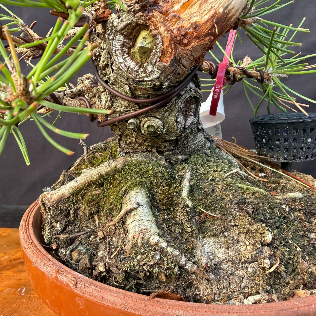 Shohin Japanese Black Pine Pre-Bonsai – Seed-Grown | Gerald