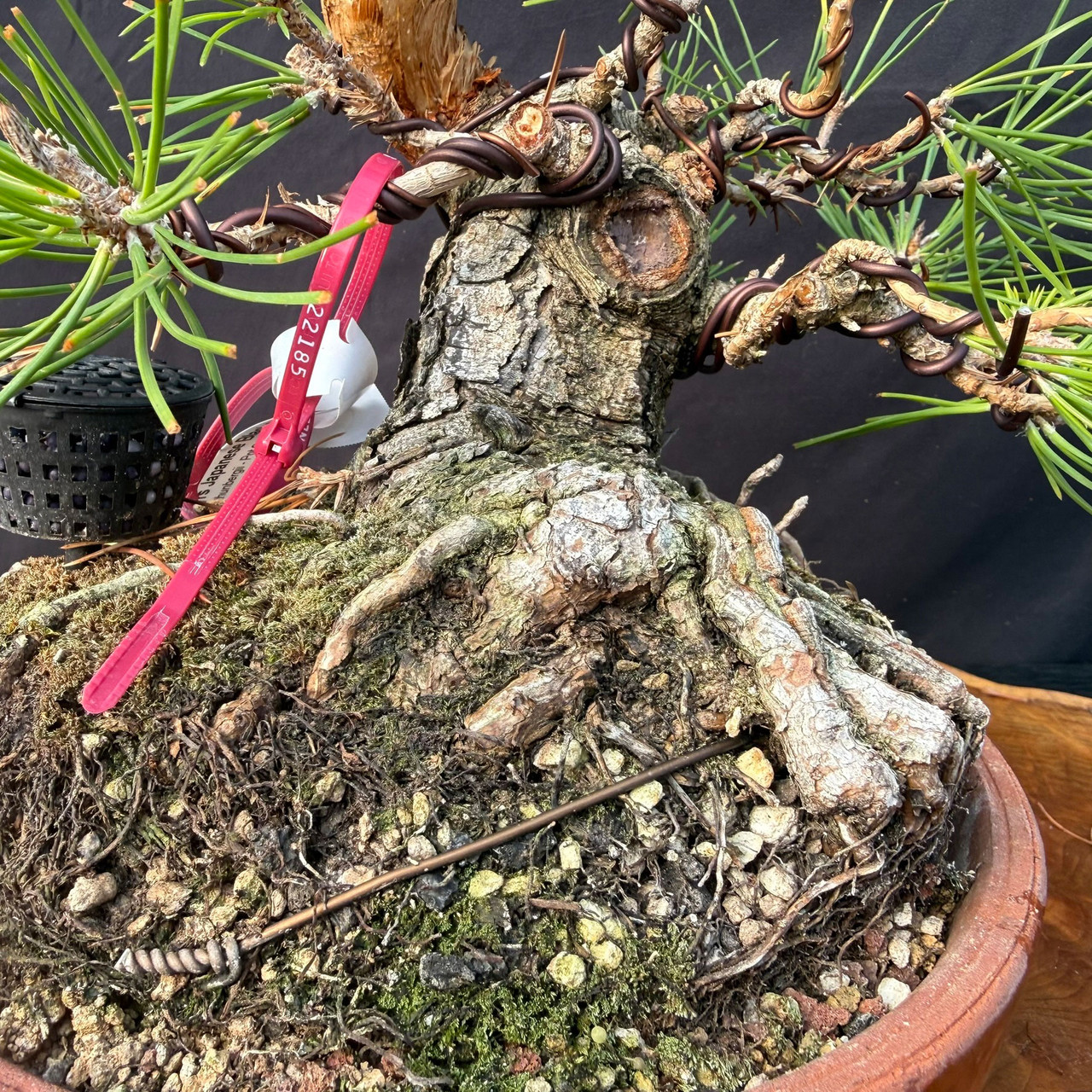 Shohin Japanese Black Pine Pre-Bonsai – Seed-Grown | Gerald