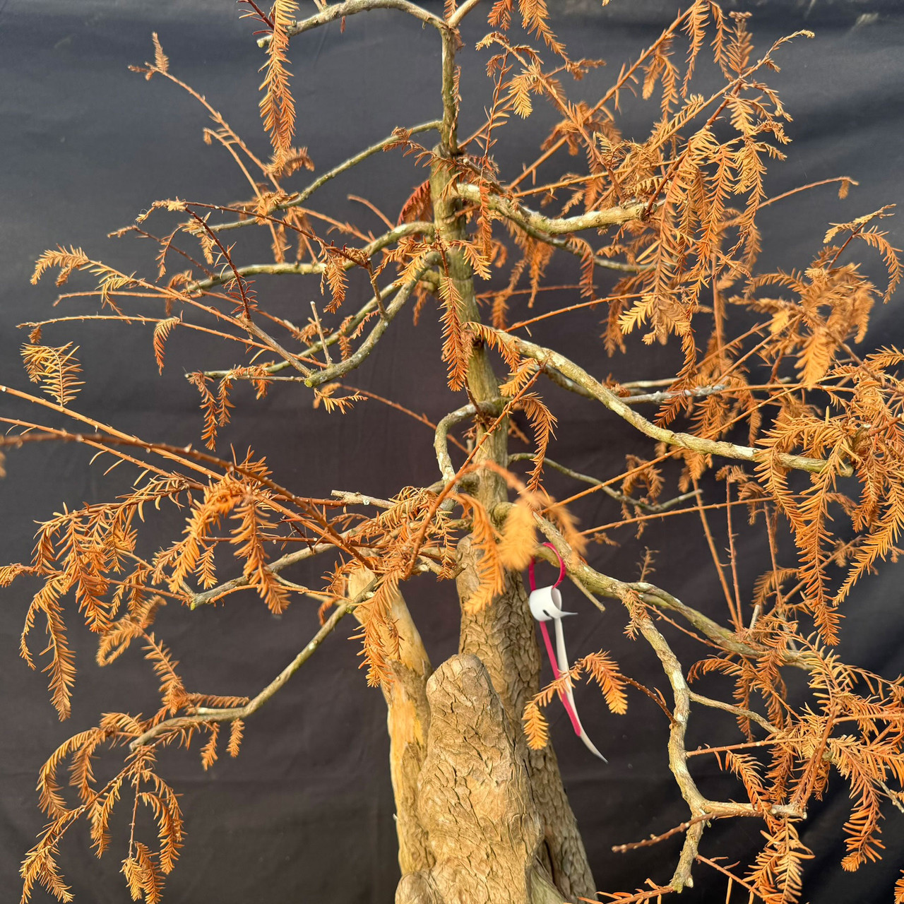 Jack Hoover Bald Cypress Bonsai Knee with Guy Guidry Graft – One