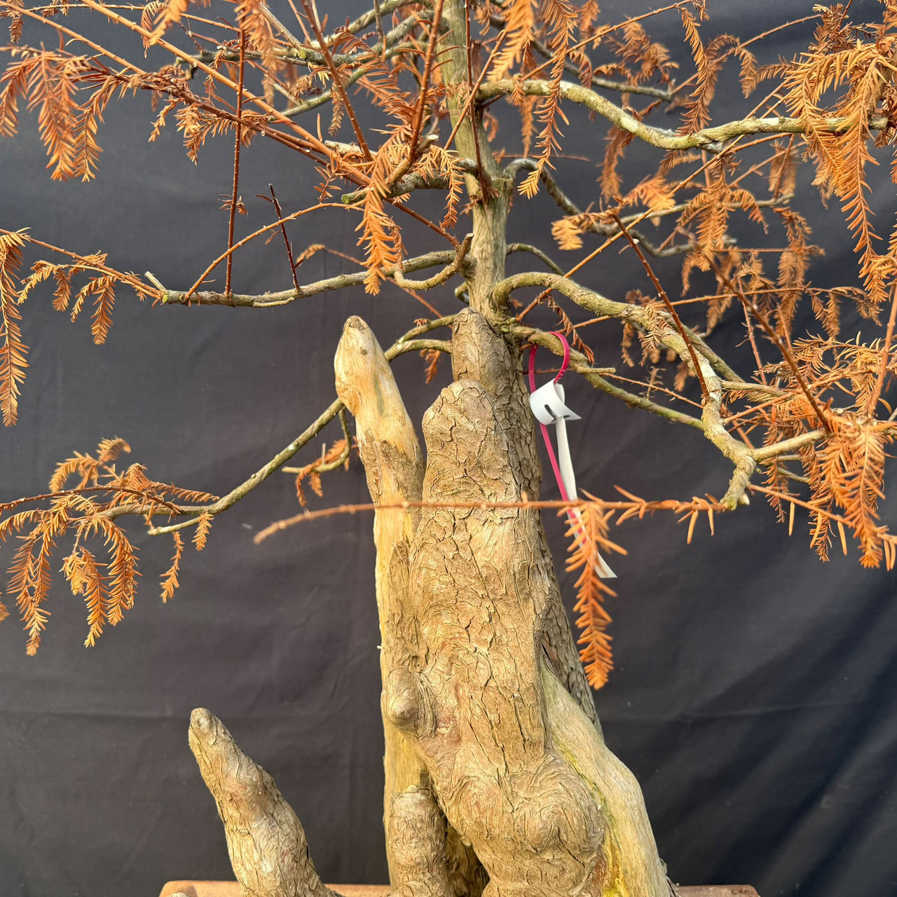 Jack Hoover Bald Cypress Bonsai Knee with Guy Guidry Graft – One