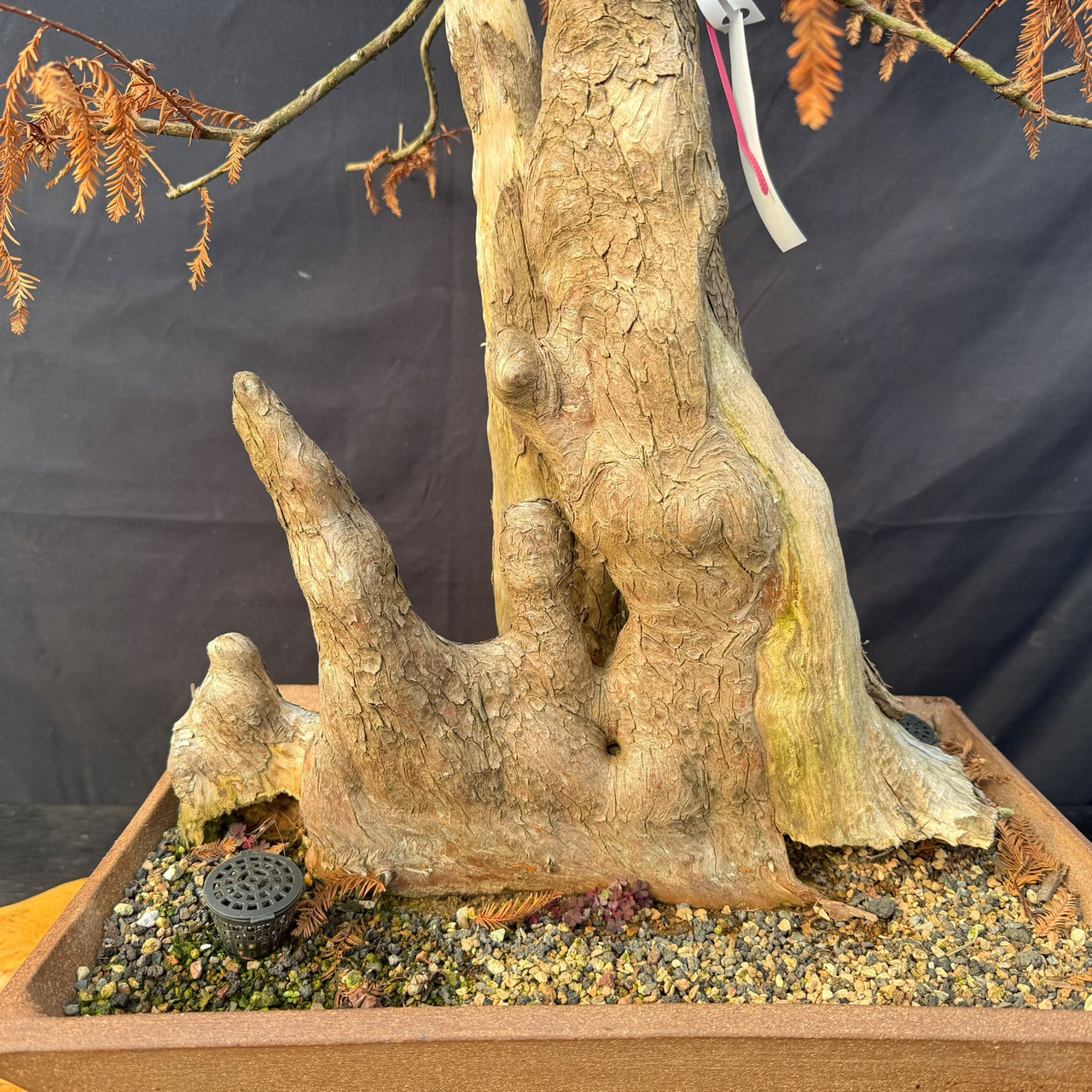 Jack Hoover Bald Cypress Bonsai Knee with Guy Guidry Graft – One