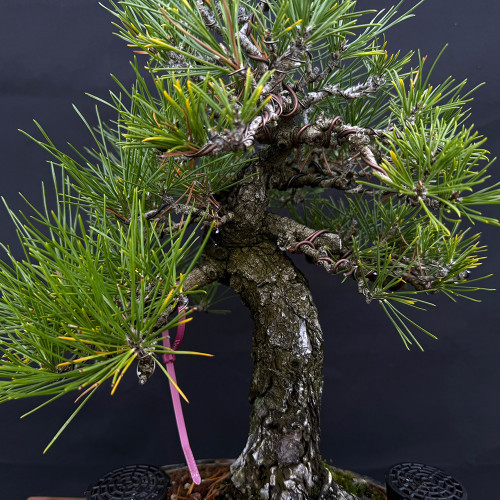 35+ Year Japanese Black Pine Bonsai in Wood-Fired Bruce Lenore Pot  (One-of-a-Kind)