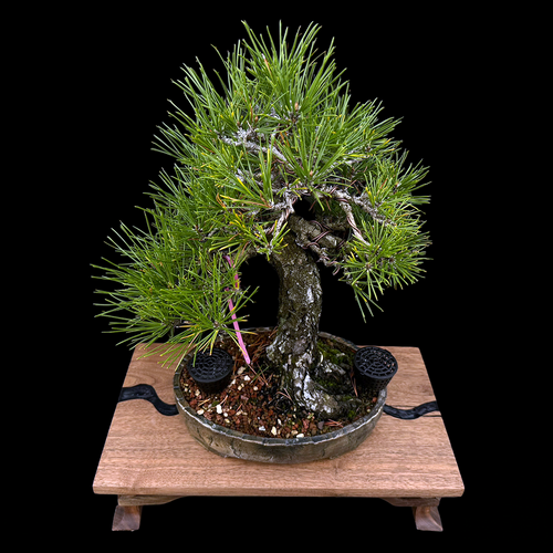 holzquitte bonsai Bonsai Anzuchtset kaufen ➤ Handmade & Plastikfrei main image 1