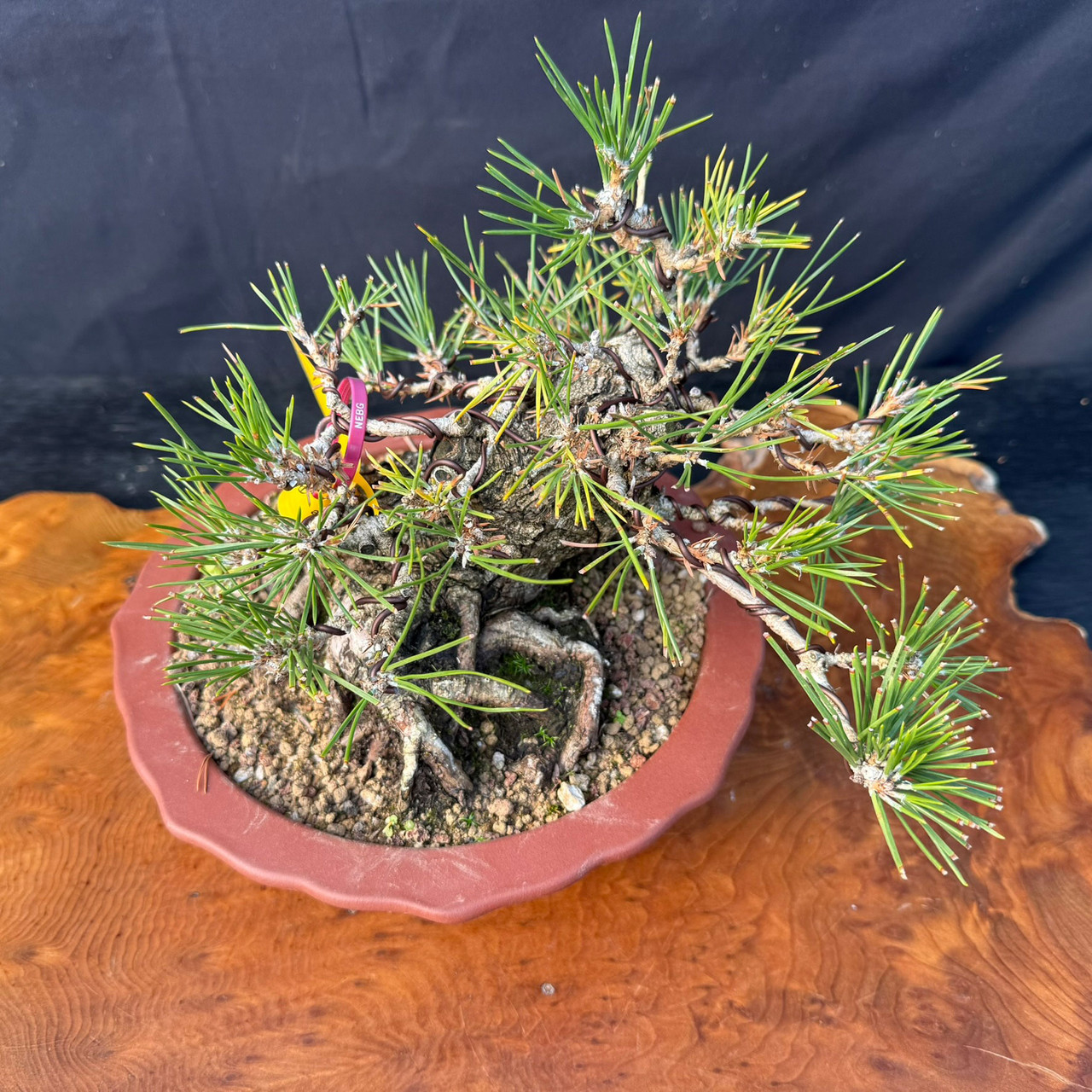 Shohin Japanese Black Pine Bonsai | Gerald Rainville | Powerful Nebari