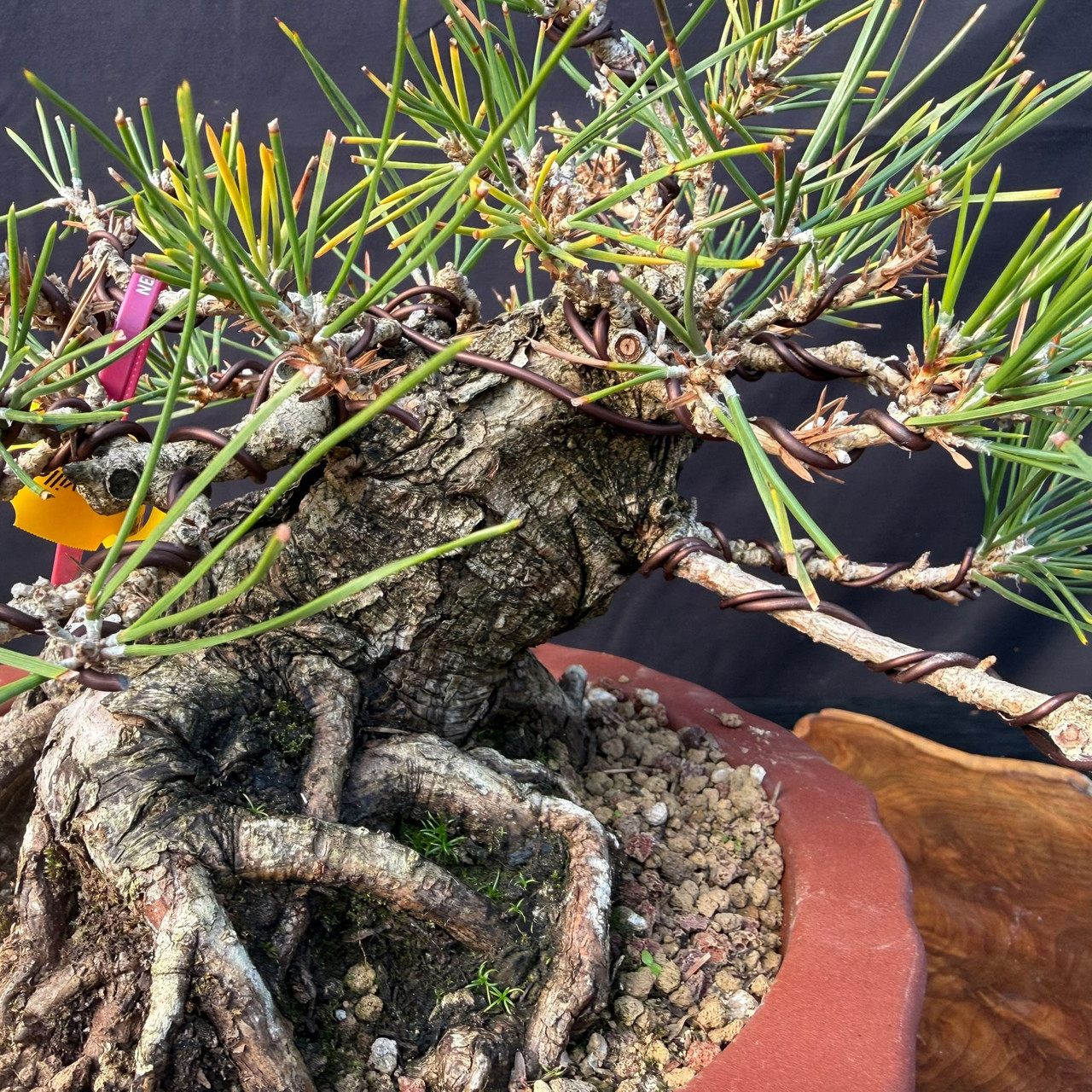 Shohin Japanese Black Pine Bonsai | Gerald Rainville | Powerful Nebari