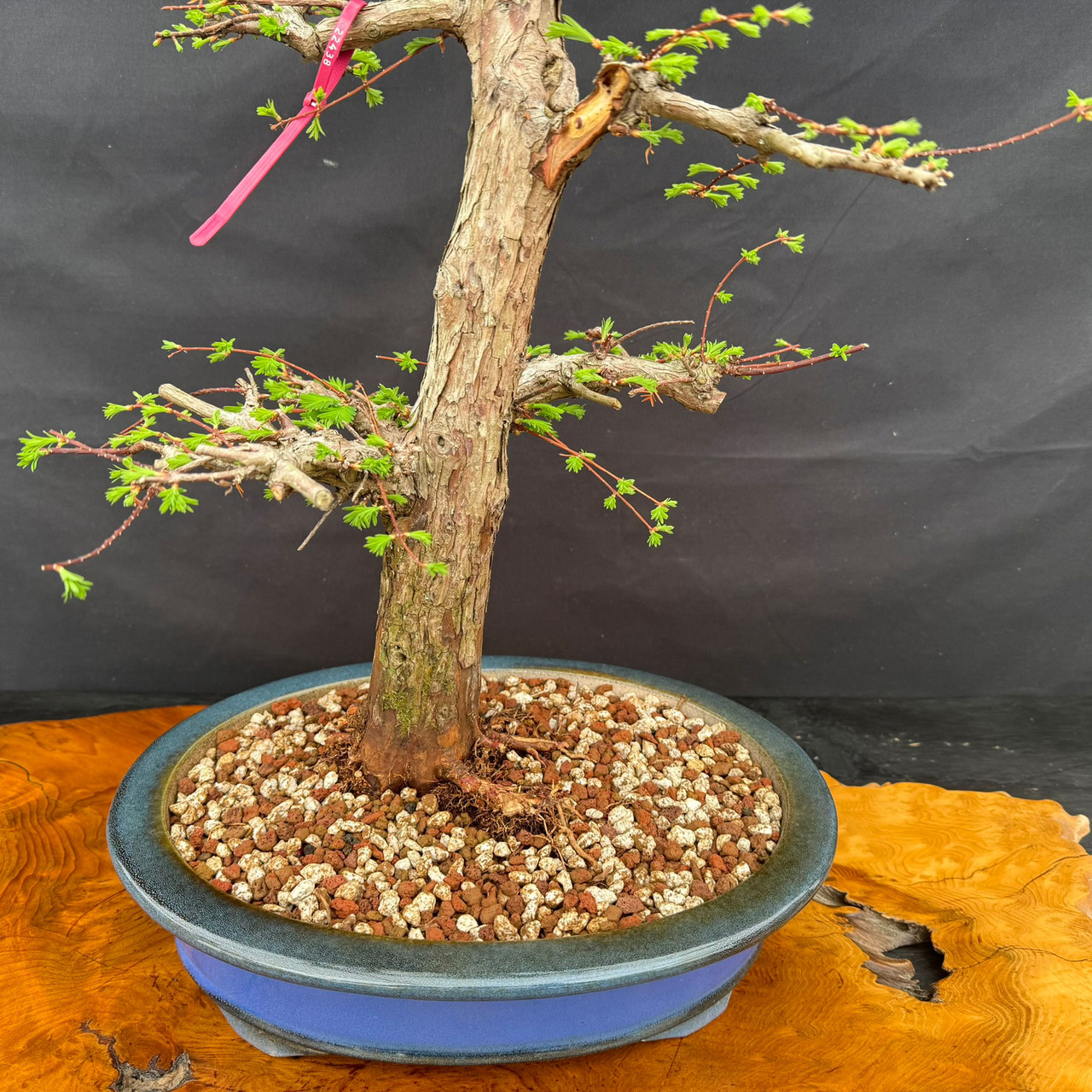 biggest money tree Pachira aquatica | Money Tree main image 1