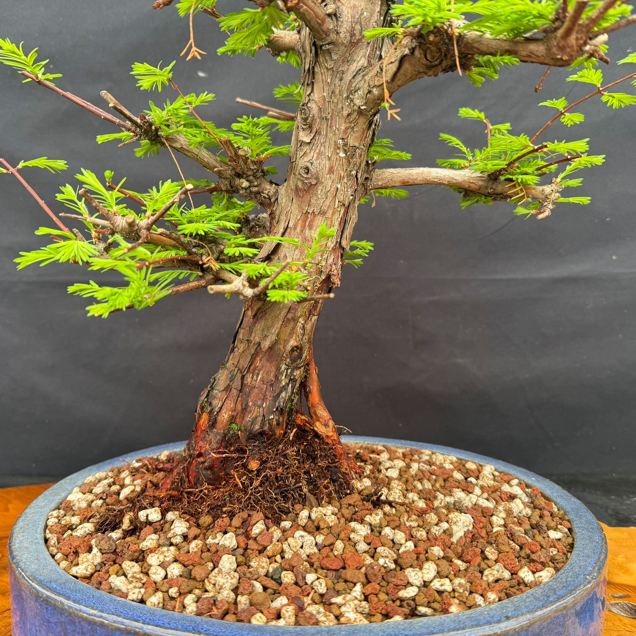 Old Dawn Redwood Bonsai with Powerful Base, Mature Bark, and Fresh Spring  Foliage | Bonsai Outlet