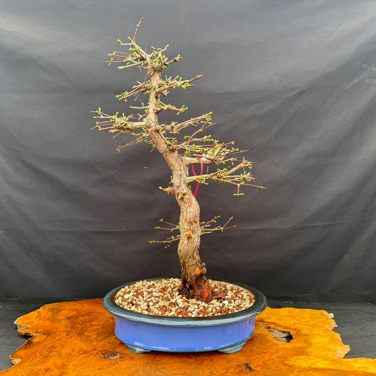 Old Dawn Redwood Bonsai with Elegant Movement, Strong Taper, and Refined  Branching
