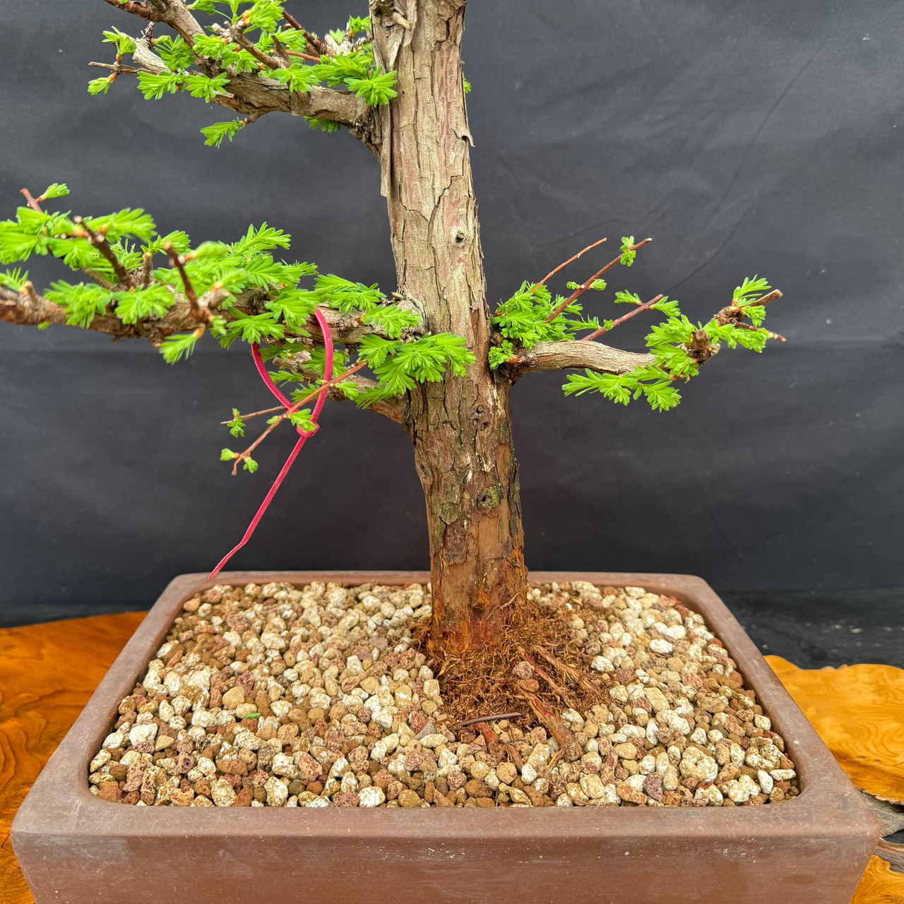 Old Dawn Redwood Bonsai with Natural Deadwood, Mature Bark, and Strong  Character | Bonsai Outlet