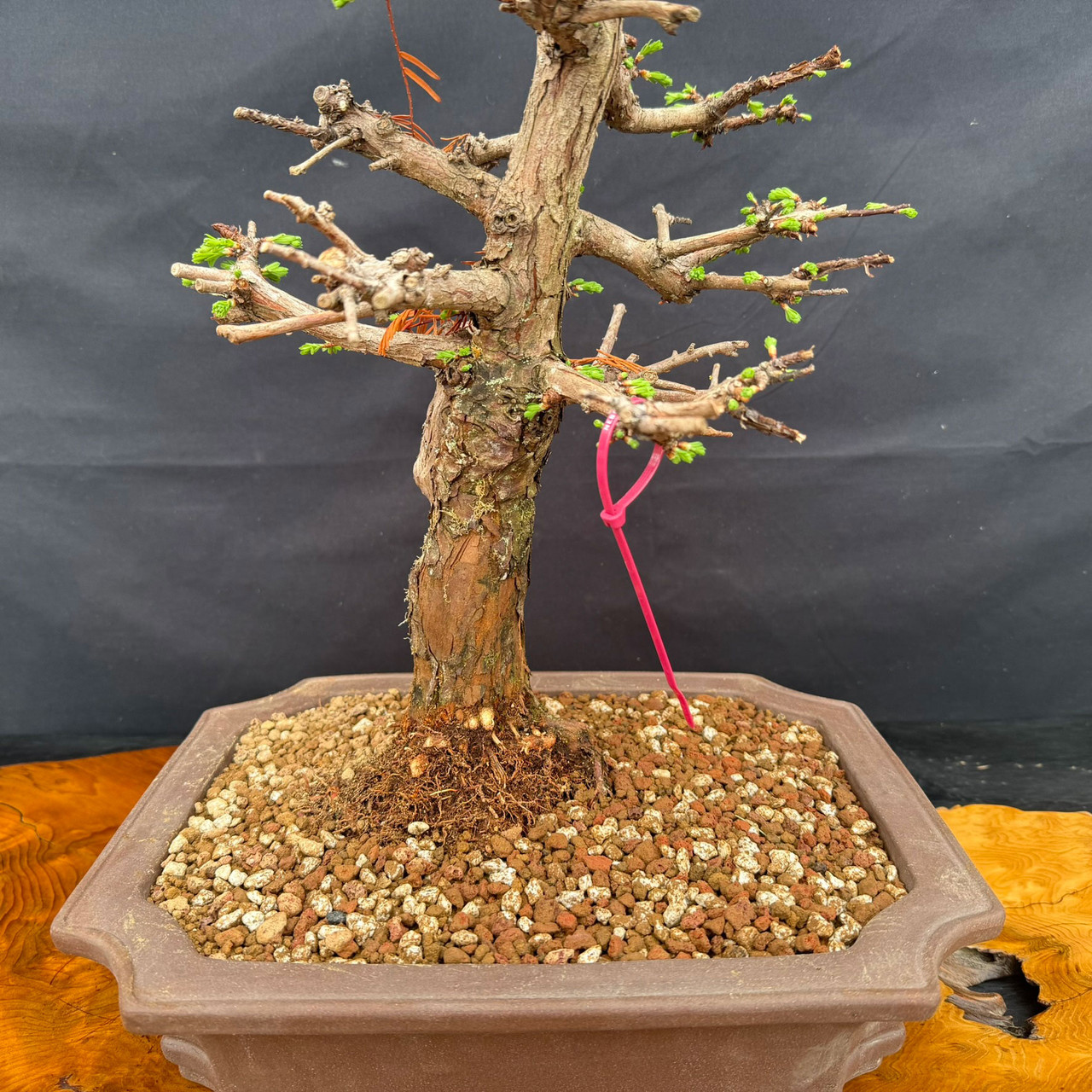 Old Dawn Redwood Bonsai with Classic Upright Form, Mature Bark, and  Ramification Potential | Bonsai Outlet