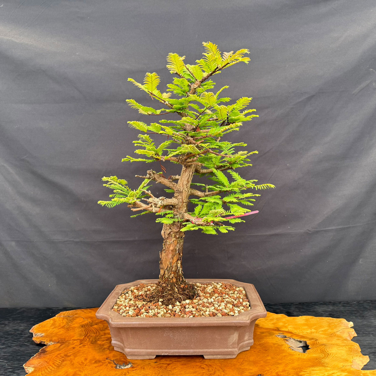Old Dawn Redwood Bonsai with Classic Upright Form, Mature Bark, and  Ramification Potential