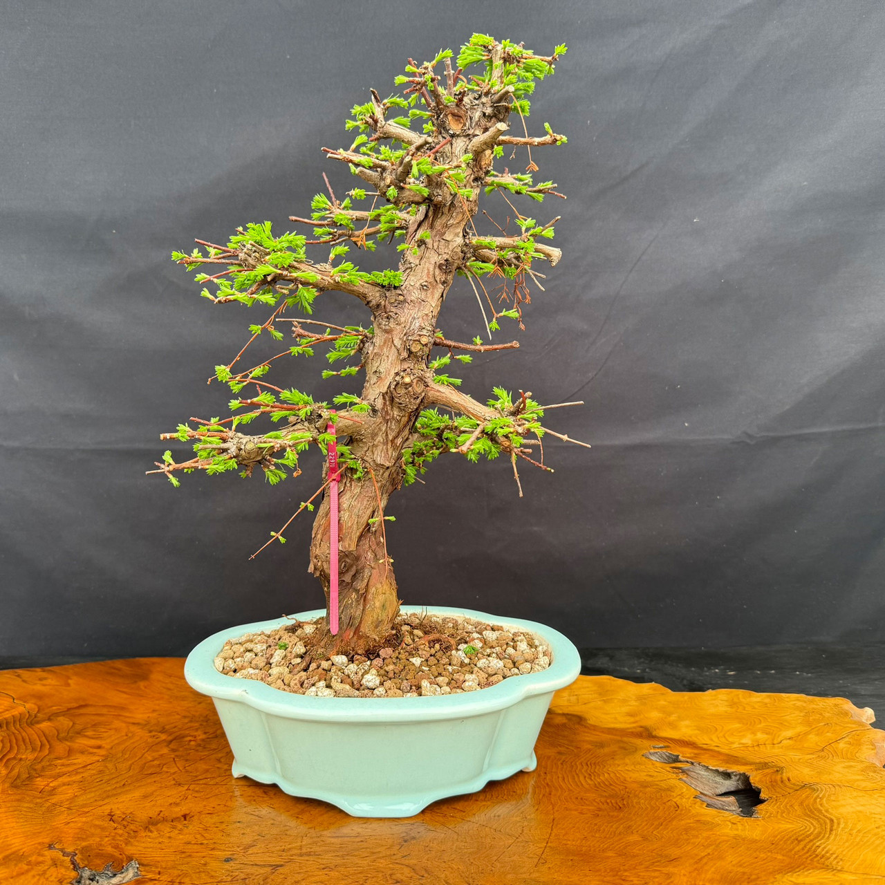 Old Dawn Redwood Bonsai with Rugged Trunk Character and Compact Refined  Silhouette